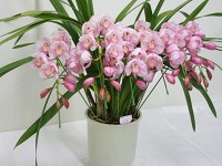 �ӂ��[�ۂ���Tsukui�̔���