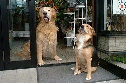 �ӂ��[�ۂ���Tsukui�̊Ŕ�